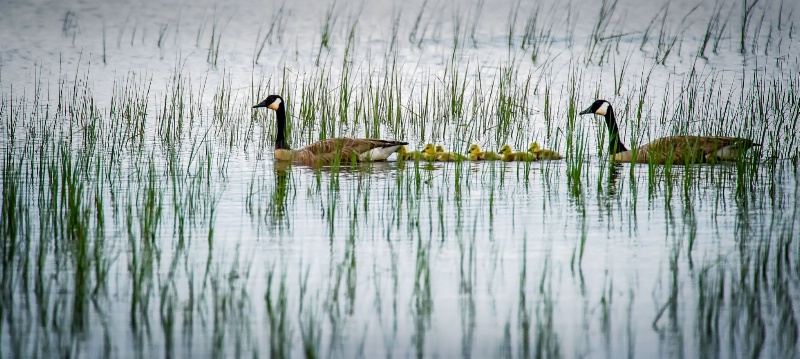 Canada Geese at Shearness - ID: 14774293 © Bob Miller