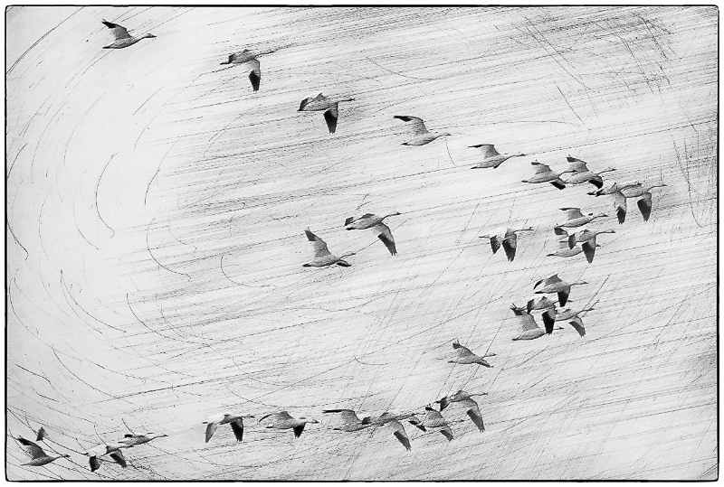 Snow geese - ID: 14774294 © Bob Miller