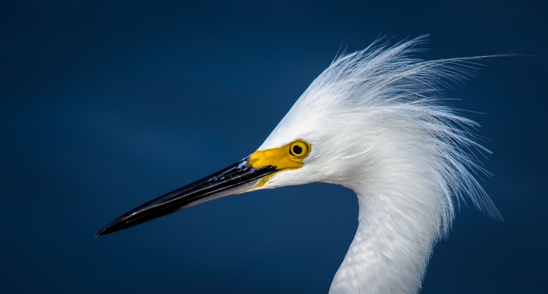 Snowy egret - ID: 14774295 © Bob Miller