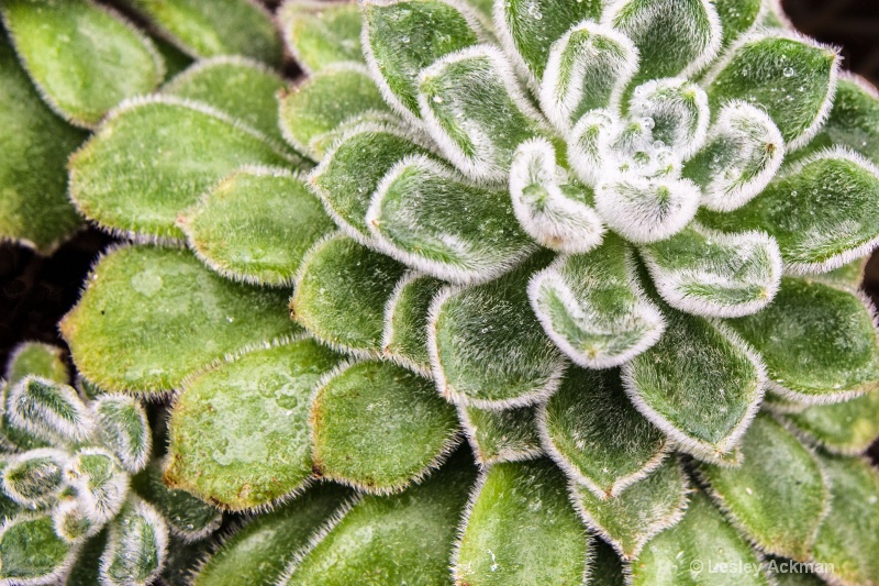 Fuzzy Wuzzy