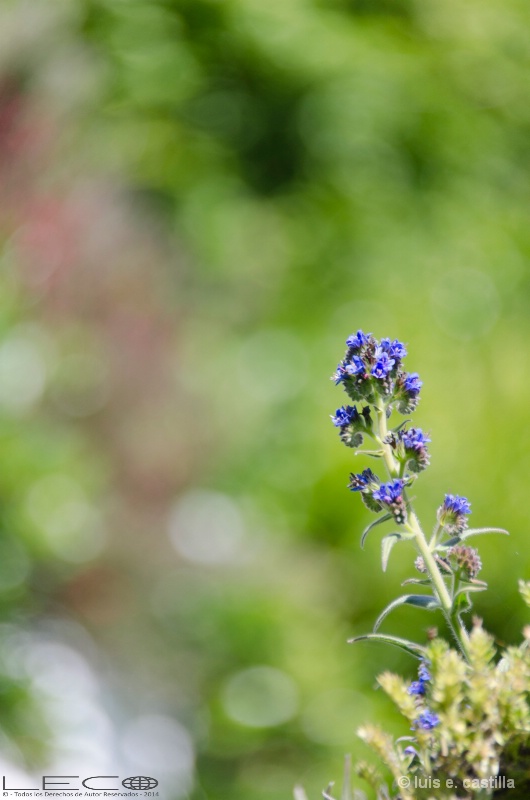 Flower Bokeh