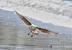 Seagull