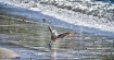 Seagull