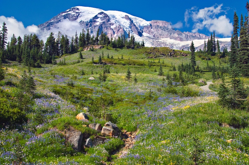 Alpine Meadow