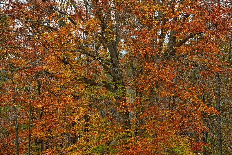 Autumn Splendor