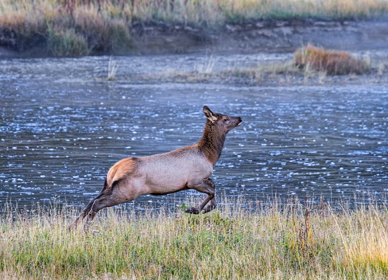Leaping Elk 