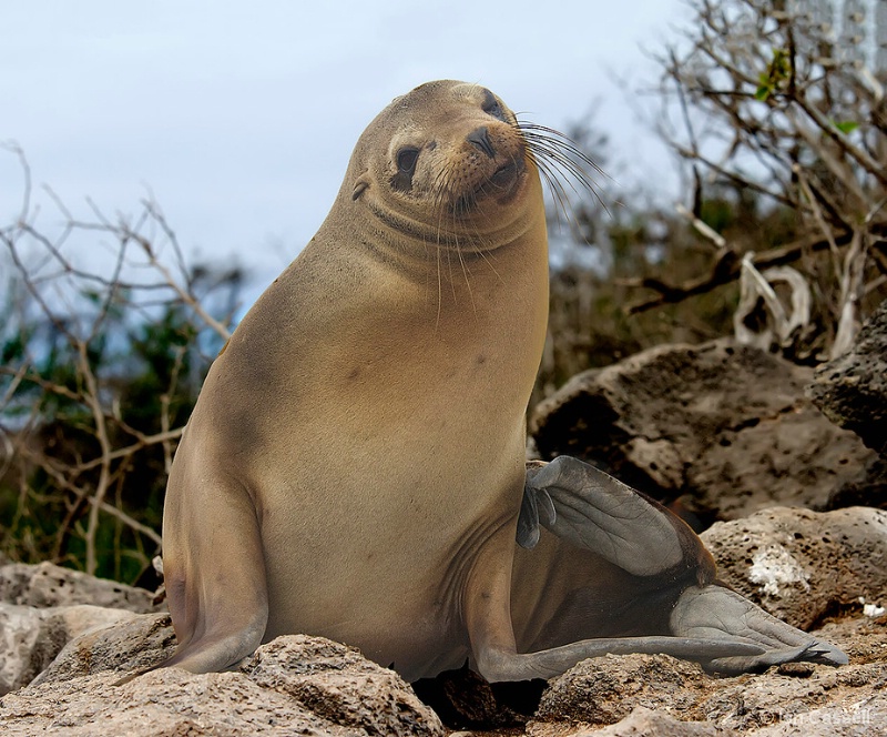 Galapagos Sea Lion lounging