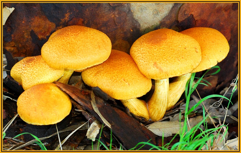 <i><b>Featured Fungi</b>