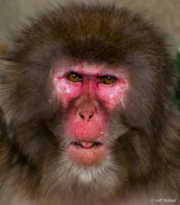Here's Looking At You!!  Snow Monkey 