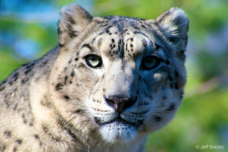 Yah I'm Looking At YOU!!  Snow Leopard