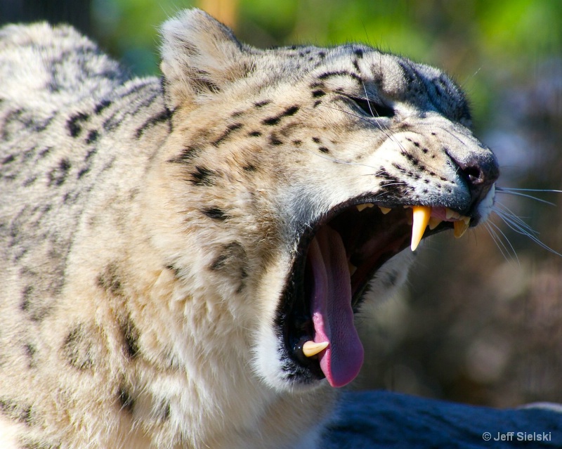 I am Hungry!!!  Snow Leopard