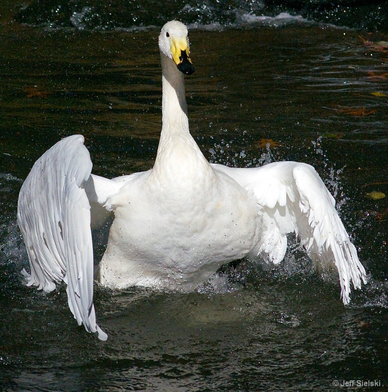 YAH!! I Am Soo Happy!!  Swan