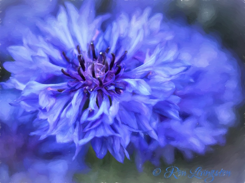 Cornflower Blues