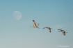 Fly Me to the Moo...