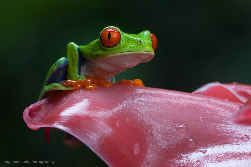 Red-eyed Frog