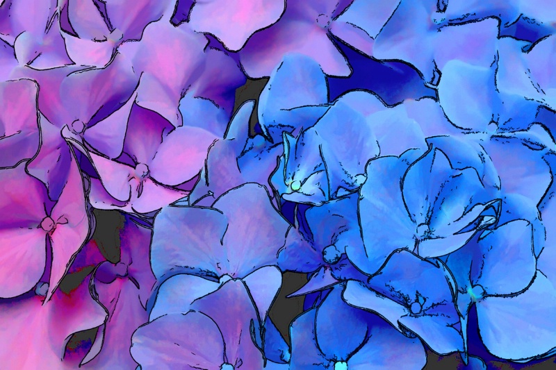 Hydrangea Fantasy