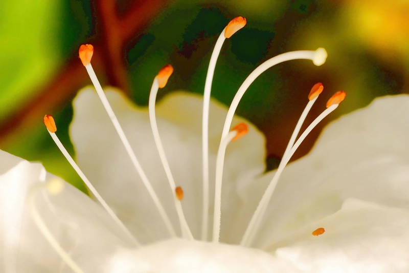 Azalea Ballet