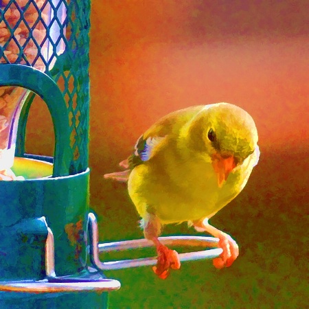 Yellow Female Finch