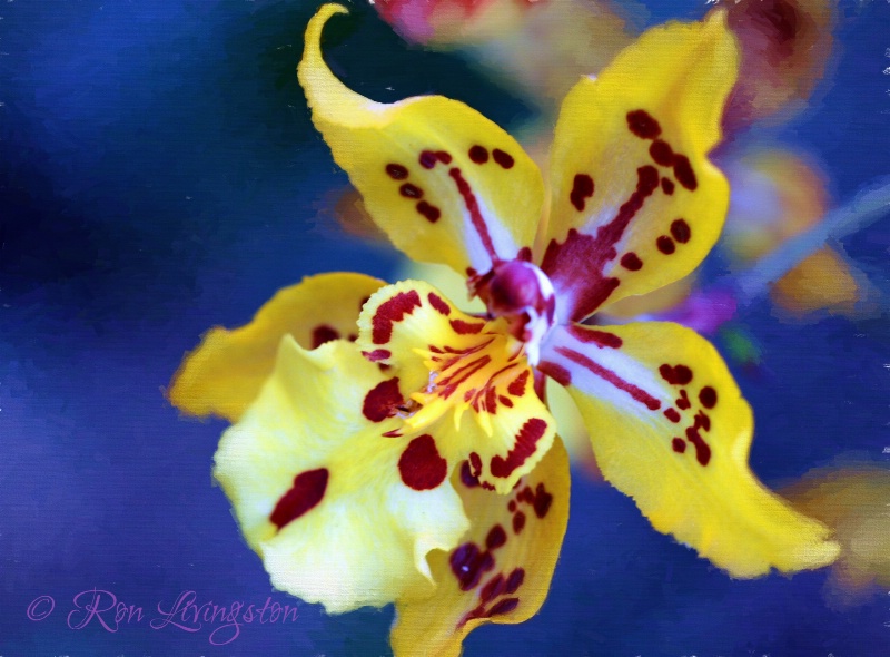 Yellow Orchid