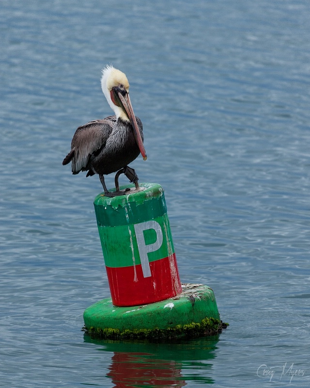 P is for Pelican