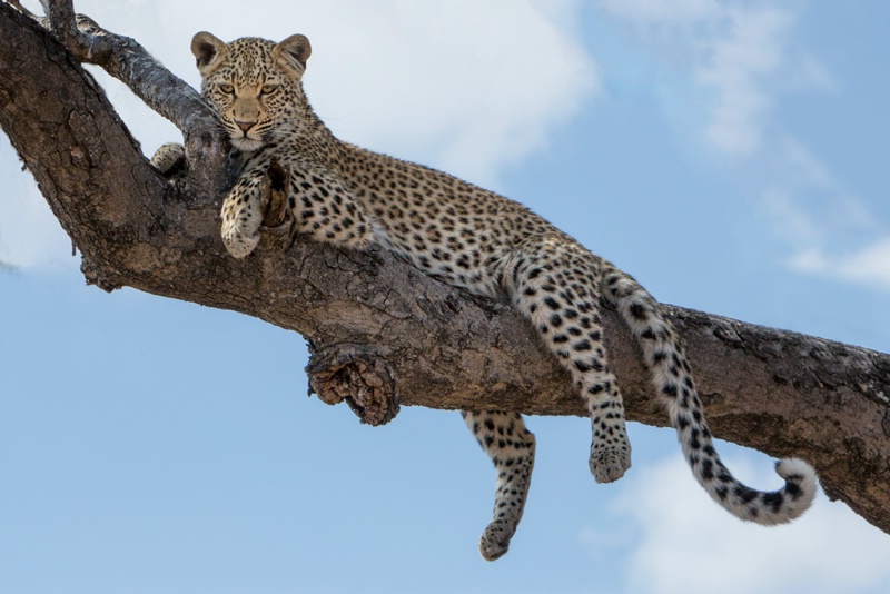 Beautiful Day in a Tree