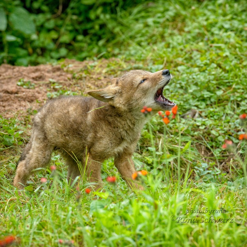 "Mama"