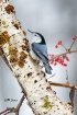 White-Breasted Nu...