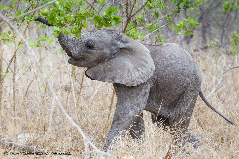 Baby elephant reaching for leaves