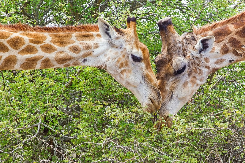 Male and femaile Giraffe