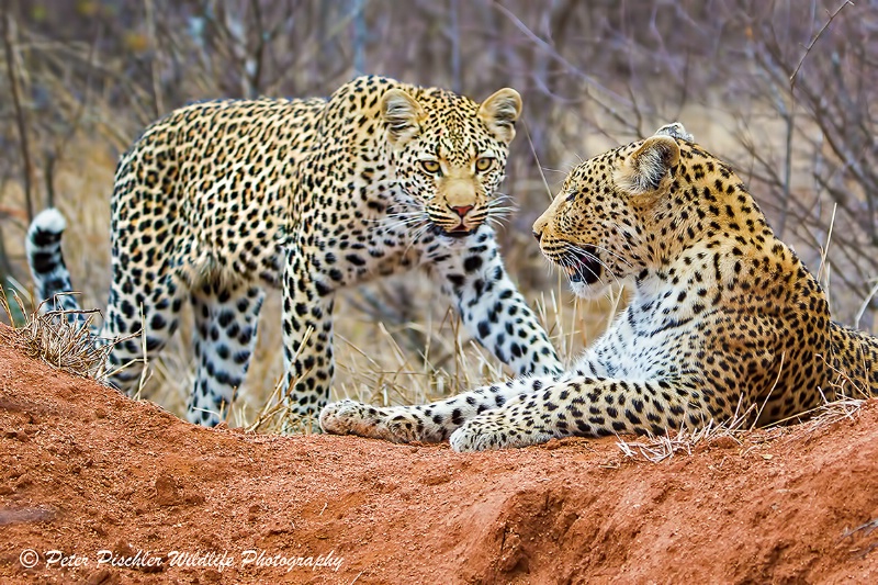 Wonderful leopard sighting