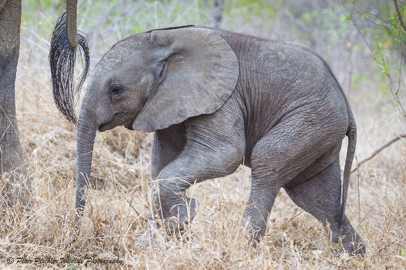 Baby elephant following mothers tail