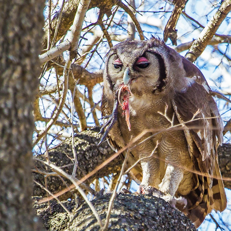 Verreaux' Eagle Owl with Guinea Fowl snack