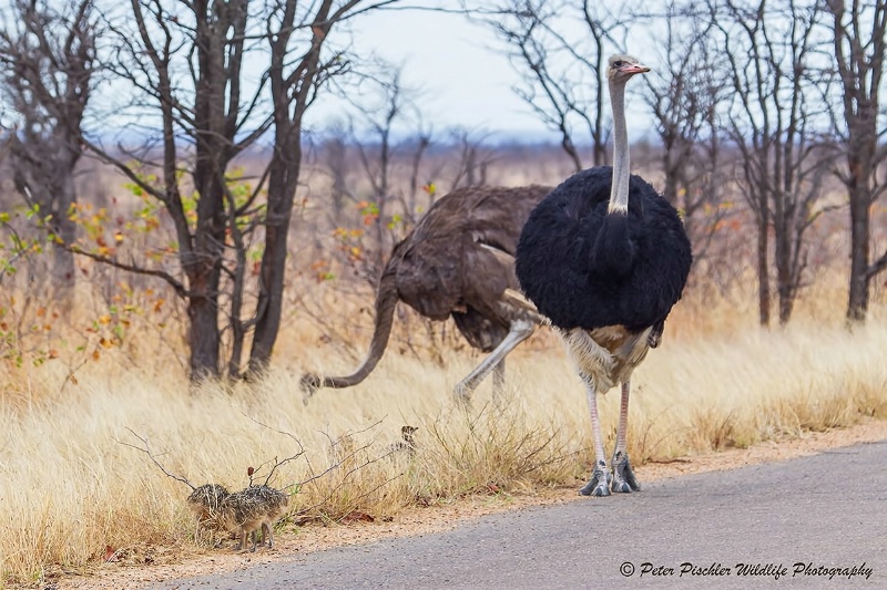 Ostrich couple with chicks