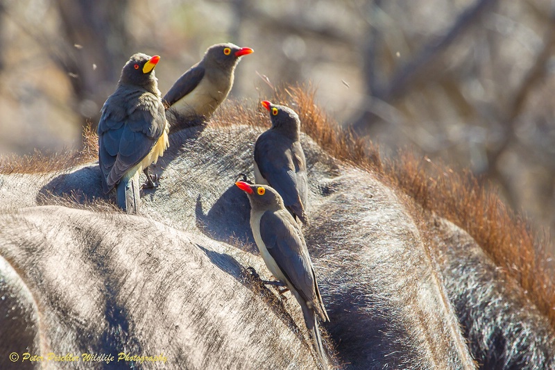 Yellow-billed and red-billed Oxpecker together