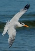 Royal Tern