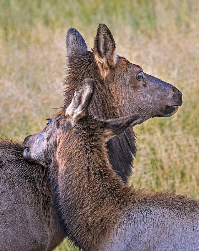 A Hug for Mom