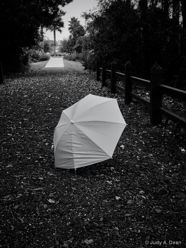 Windswept Umbrella