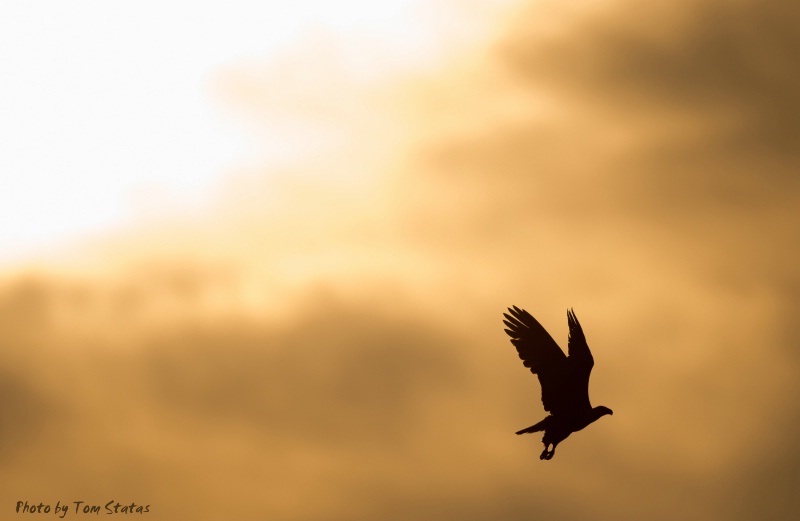 Eagle at Sunrise, by Tom Statas - ID: 14780602 © Thomas A. Statas
