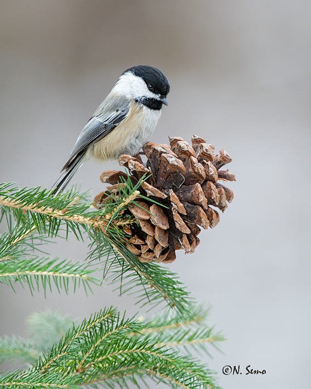 Black-Capped Chickadee