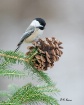 Black-Capped Chic...