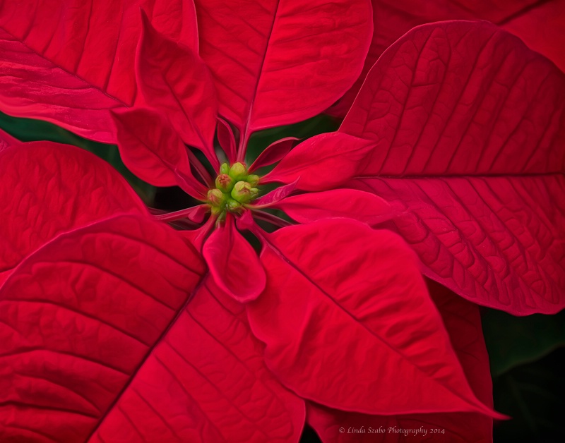 Poinsettia