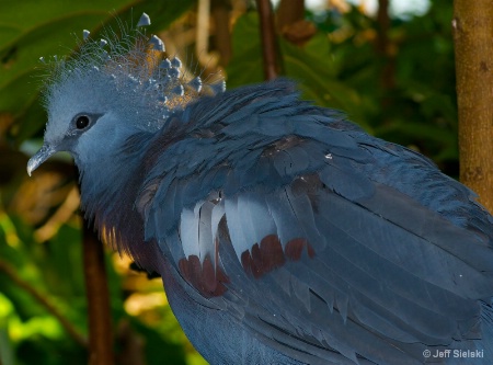 A Good Hair Day!!  Victoria Crowned Pigeon