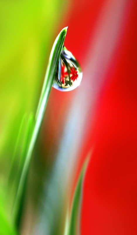 Poinsettia Reflection