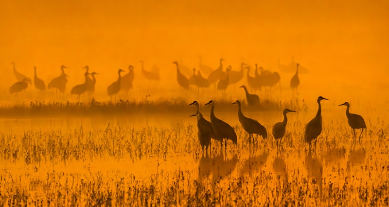 Sandhill Cranes at Dawn