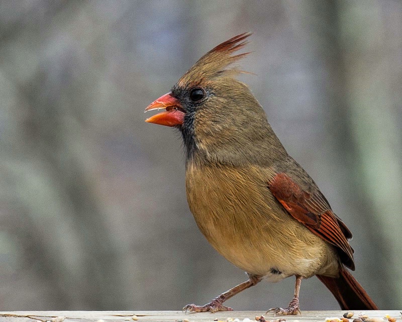 Cardinal