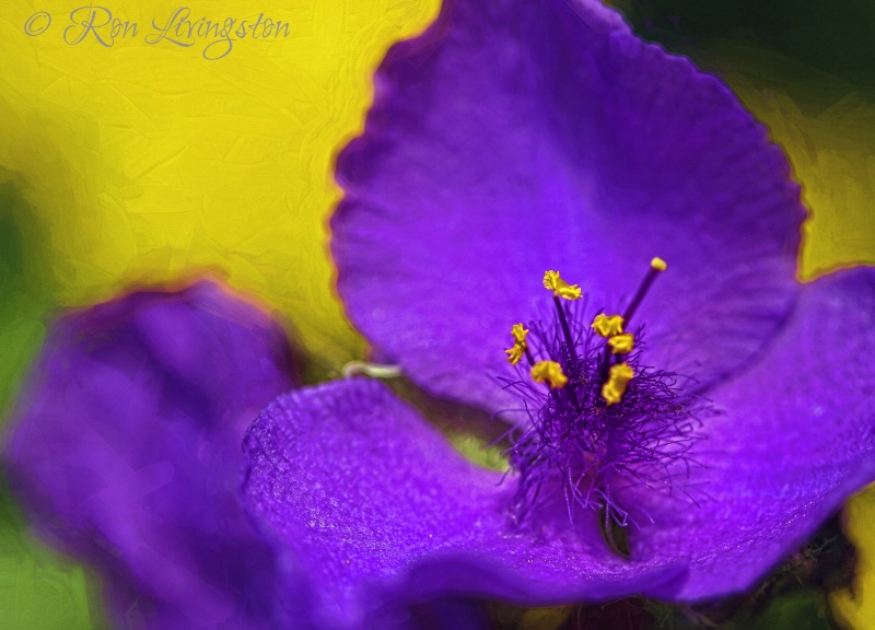 Spiderwort on Yellow