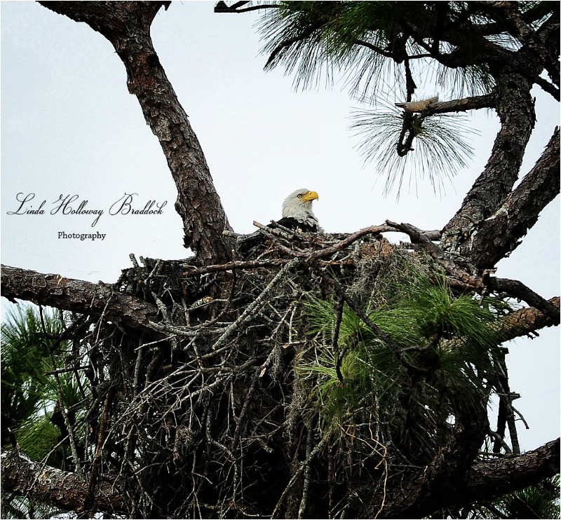 Eagle In Nest