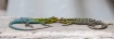 Lizards