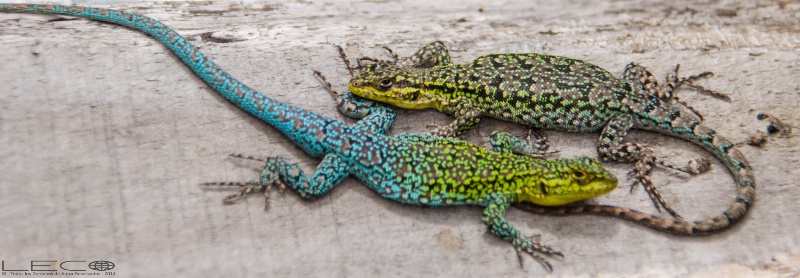 Lizards