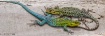 Lizards